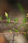 Coastal plain St. Johns wort